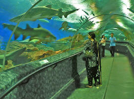 Сентоза, океанариум «Подводный мир» 