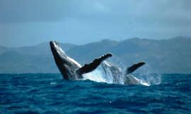 http://www.southern-africa.co.uk/images/pan600/360tall/whales-princesse-bora-madagascar-600.jpg