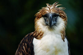 Орел – главный филиппинский хищник.