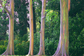 Радужный эвкалипт Eucalyptus deglupta родом с филиппинского острова Минданао. Дерево славится разноцветностью своей коры, отсюда и название
