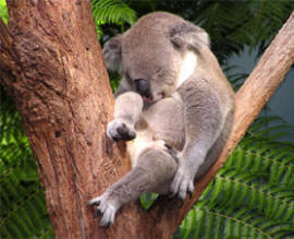 Австралия, коала