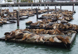 Сан-Франциско, Пирс 39, колонии морских львов