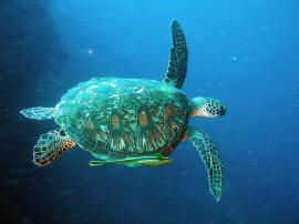 Миндоро (Mindoro) Морская черепаха